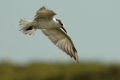 Whiskered Tern in flight -- sp 185