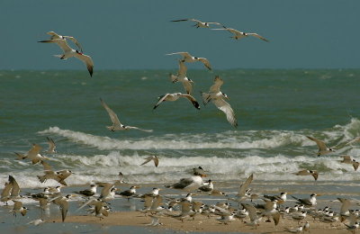 Terns and Gulls at the Open Sea Sand Spit 2008