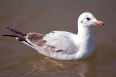 Common Black-headed Gull non breed - sp 291