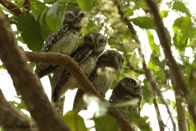 Spotted Owlet -- 2008