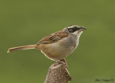 Stripe-headed Sparrow