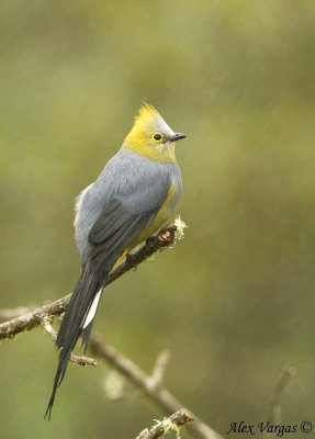 Long-tailed Silky-Flycatcher male