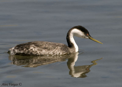 Western Grebe
