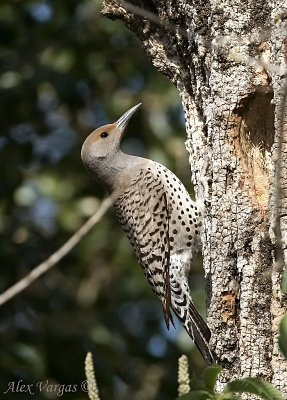 Northern Flicker female -Yellow Shafted-