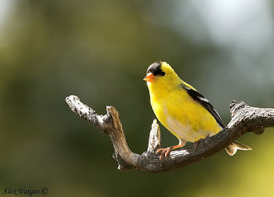 American Goldfinch male