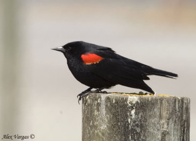 Red-winged Blackbird