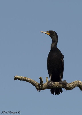 Double-crested Cormorant