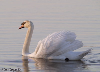 Mute Swan