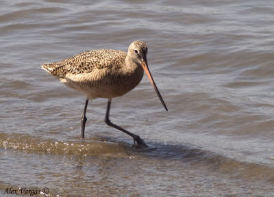 Marbled Godwit