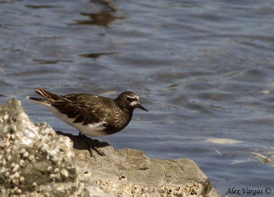 Black Turnstone