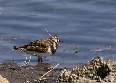 Ruddy Turnstone