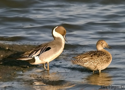 Northern Pintail