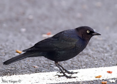 Brewer's Blackbird male