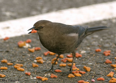 Brewer's Blackbird female