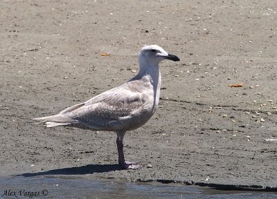 Glaucous-winged Gull