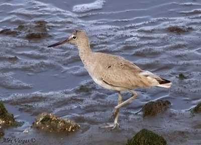 Willet