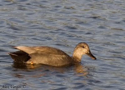 Gadwall