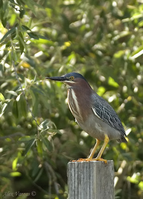 Green Heron