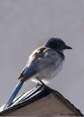 Western Scrub-Jay