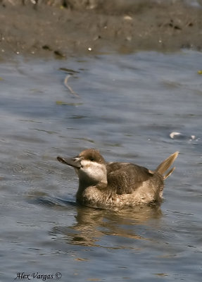 Ruddy Duck