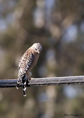 Red-shouldered Hawk