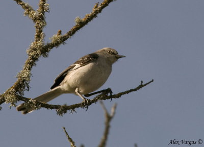 Northern Mockingbird