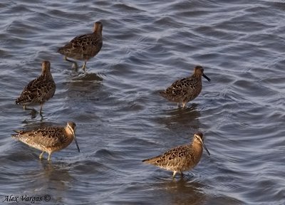 Long-billed Dowicher