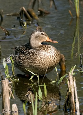 Mallar female