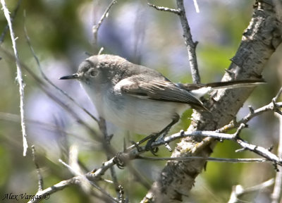 Blue-Gray Gnatcatcher