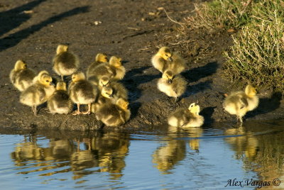 Canada Goose Chicks