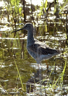 Greater Yellowlegs