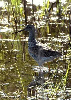 Greater Yellowlegs