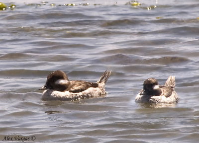 Bufflehead female