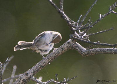 Bewicks Wren