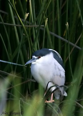 Black-crowned Night-Heron