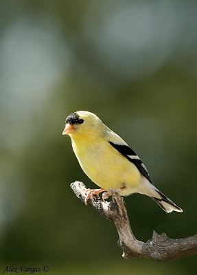 American Goldfinch male