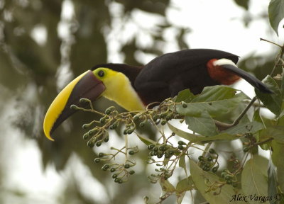 Chestnut-madibled Toucan