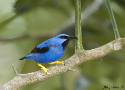 Shining Honeycreeper male