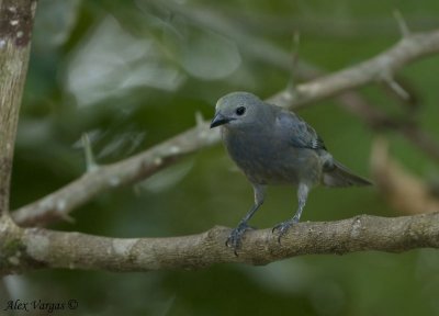 Hybrid Blue-Gray Tanager - Palm Tanager