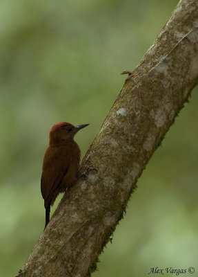 Smokey-Brown Woodpecker