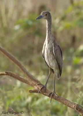 Yellow-crowned Night-Heron - juvenile