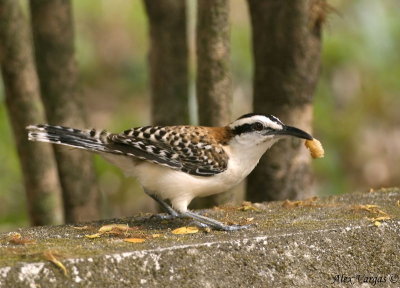 Rufous-naped Wren