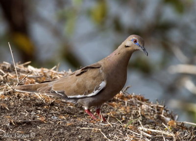 White-winged Dove