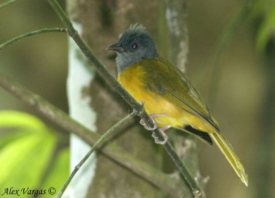 Gray-headed Tanager