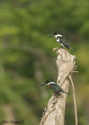Green Kingfisher - couple