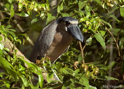 Boat-billed Heron