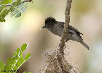 Rose-throated Becard male