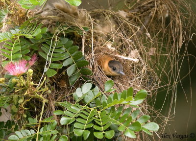 Rose-throated Becard female - nesting