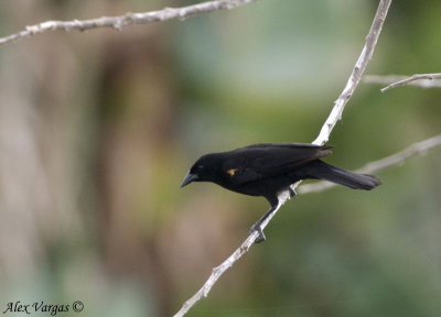 Red-winged Blackbird