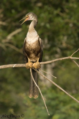 Anhinga - juvenile